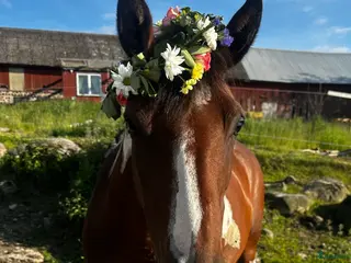 hästar Vackert sto med otrolig utstrålning ✨ i Skebobruk - Annons 5