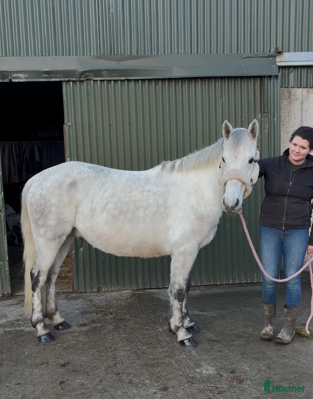 Allround hästar till salu: 6yo Connemara gelding  i Ljungby - Annons 9