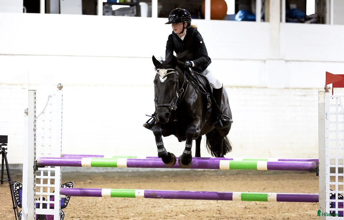  hästar 🌟Fantastisk hopponny 🌟 i Adelsö - Annons 13