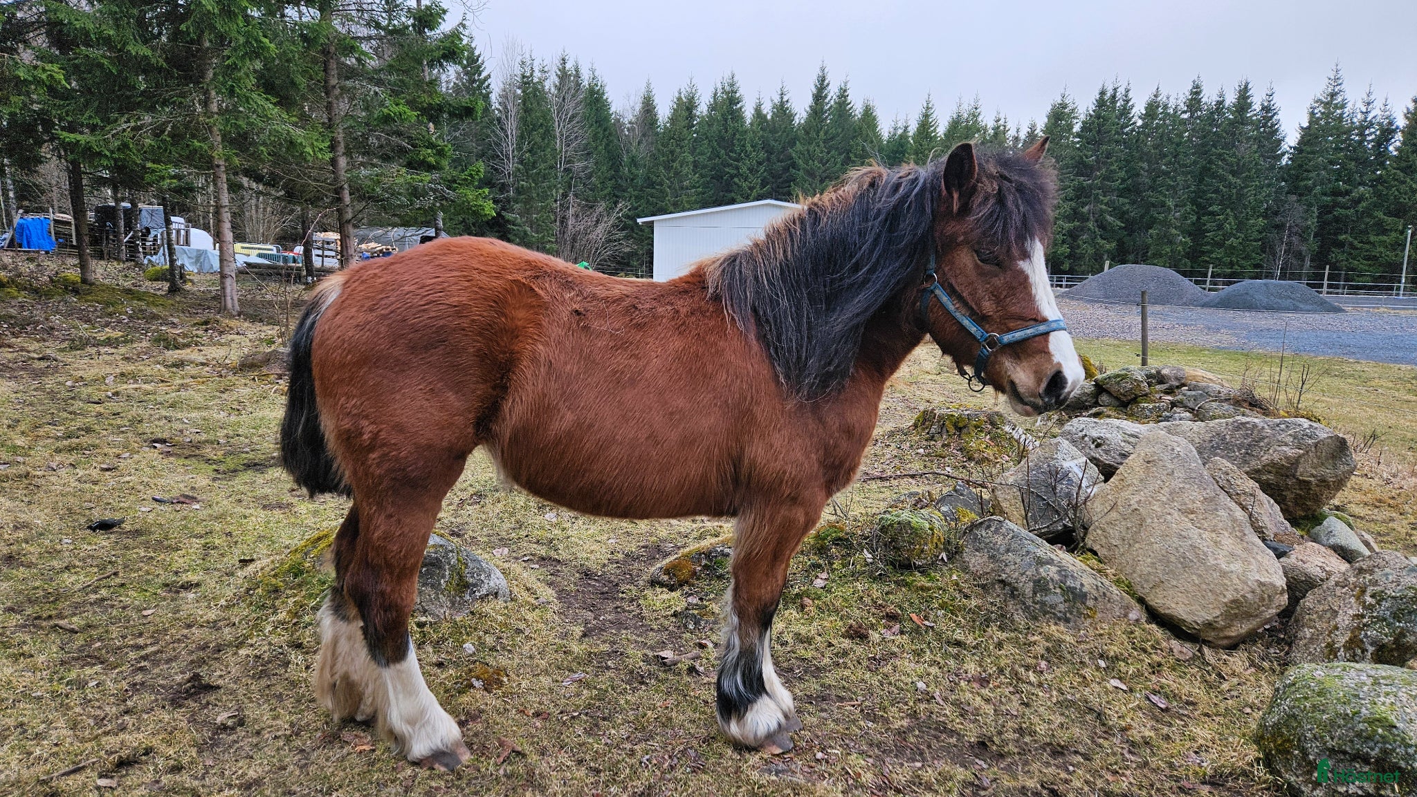  hästar Mysigt ardennersto - Annons 14