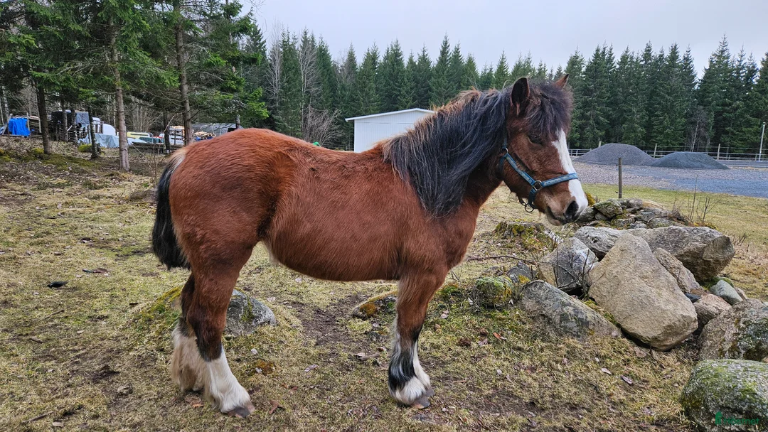 Allround hästar till salu: Mysigt ardennersto - Annons 1