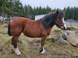 hästar Mysigt ardennersto - Annons 14