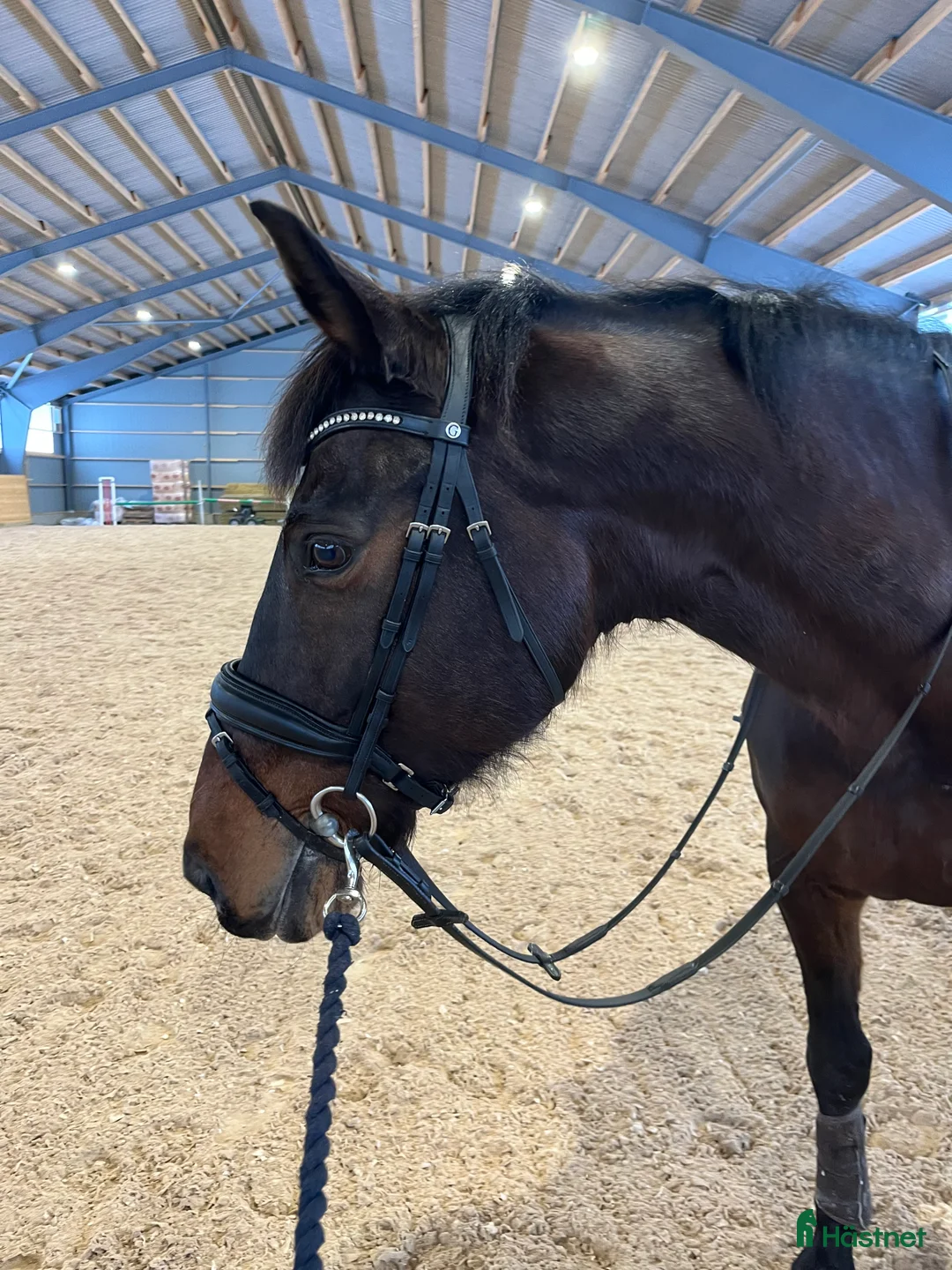 Avelshästar hästar till salu: Powermamma! - Annons 2