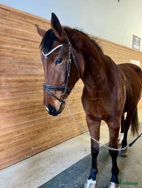  hästar Världens snällaste Obbe - Potentiellt superfynd  i Valbo - Annons 2