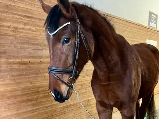 hästar Världens snällaste Obbe - Potentiellt superfynd i Valbo - Annons 5