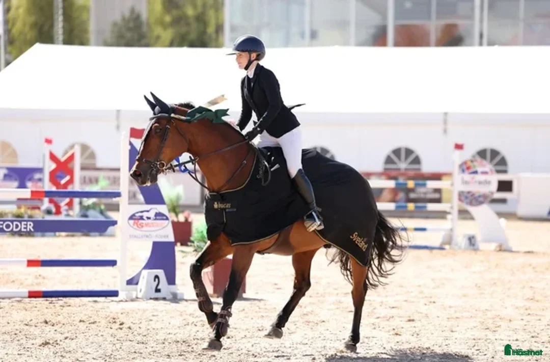 Hoppning hästar till salu: Fantastisk children/amatör häst  - Annons 3