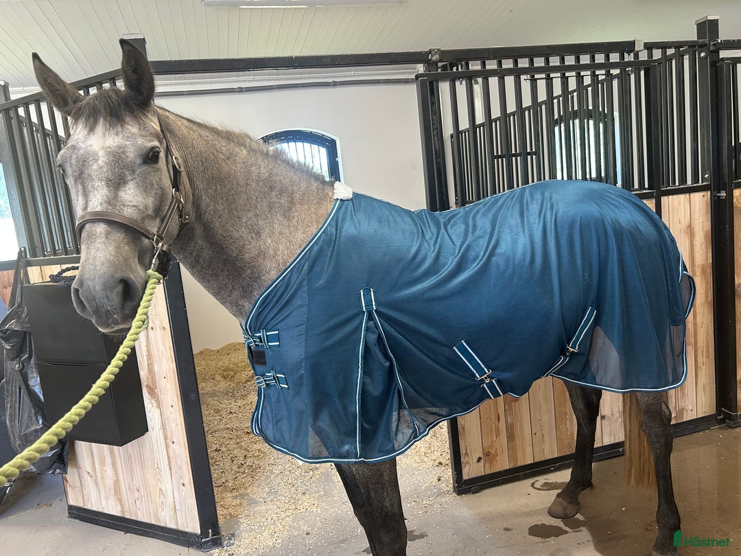 Allround hästar sökes: Warlander sto bytes/säljes  i Vedum - Annons 1