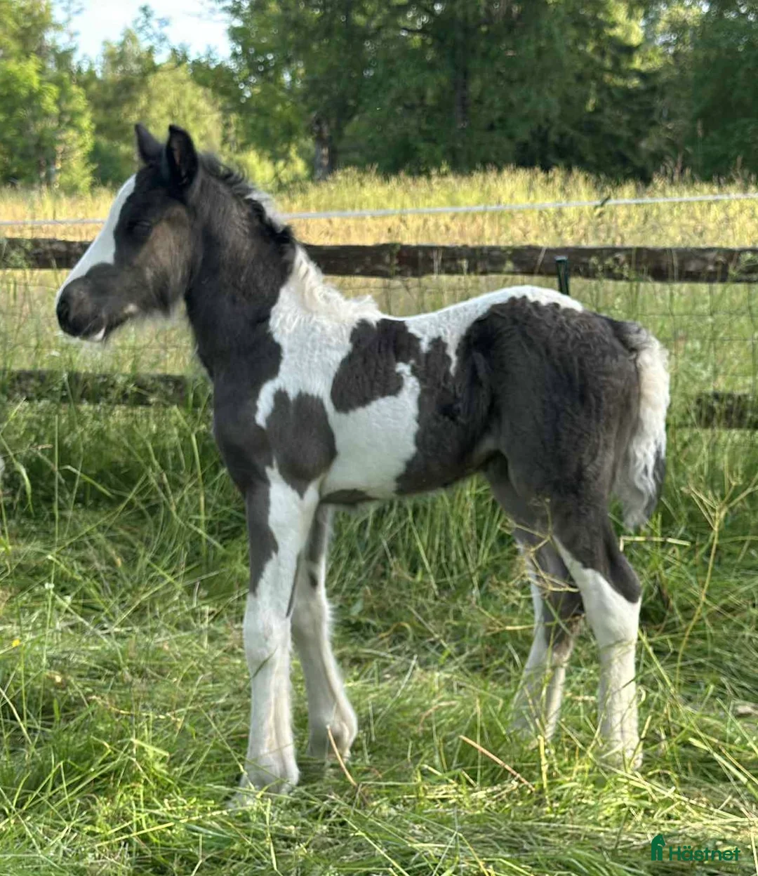Avelshästar hästar till salu: Silversvart sto! i Sävsjö - Annons 7