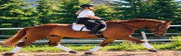 Allround hästar till salu: Fantastic Mother & Daughter partner for everybody  - Annons 9