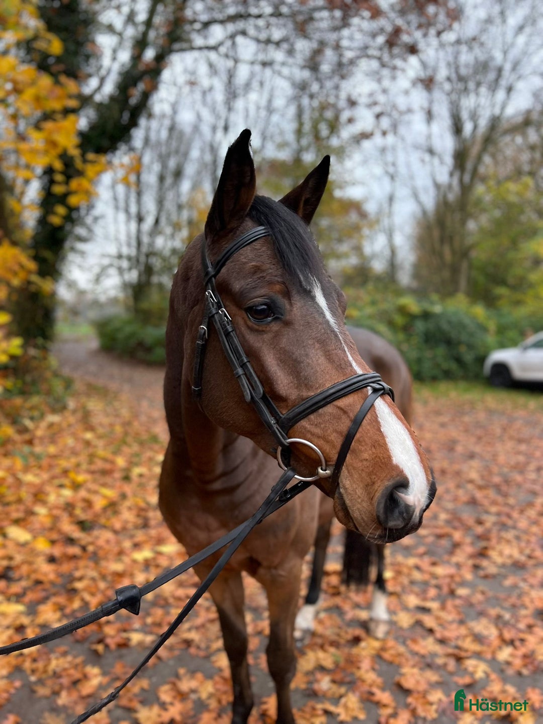Hoppning hästar till salu: Trevlig allroundhäst i Dösjebro - Annons 2