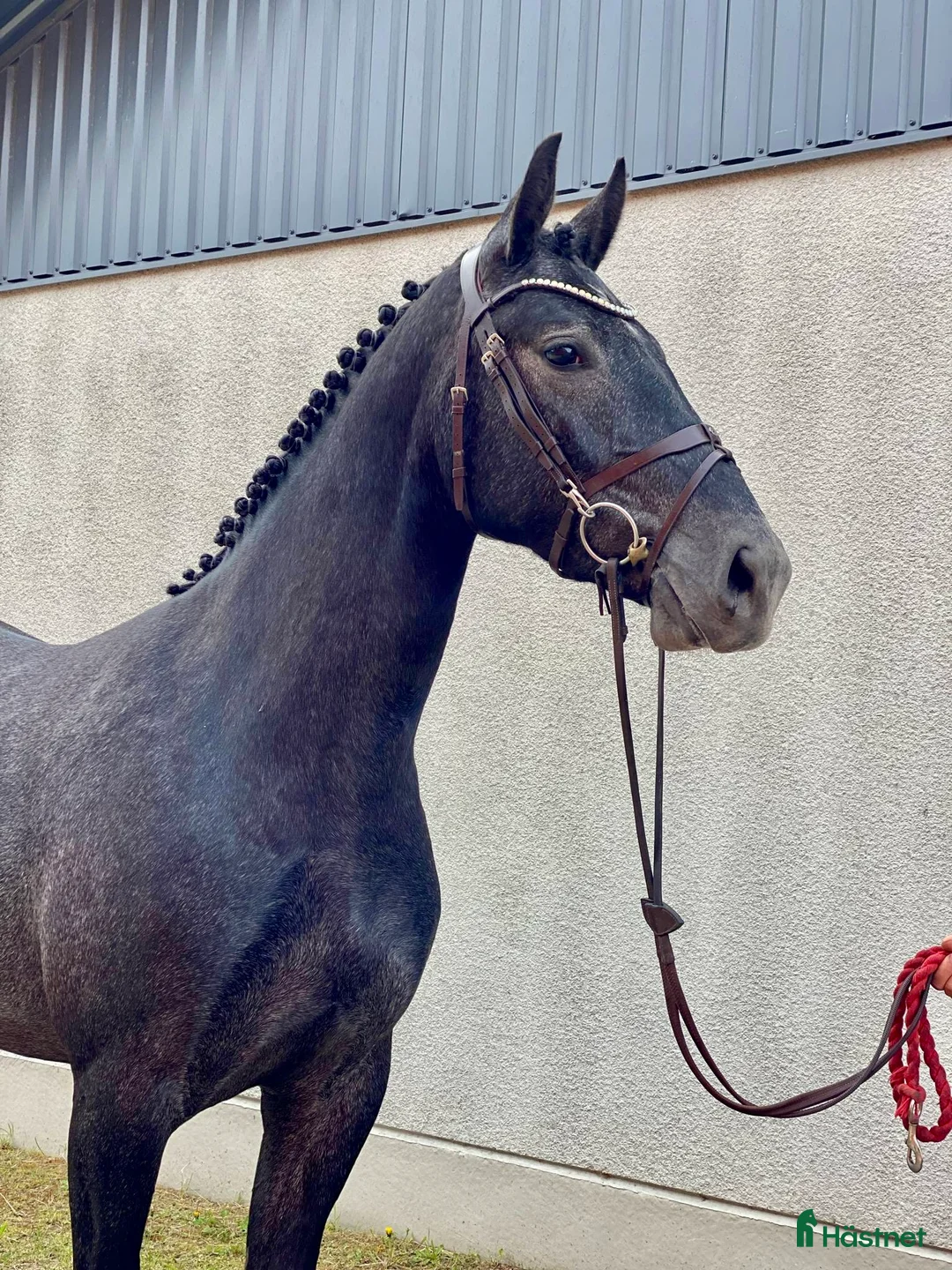 Hoppning hästar till salu: Sto för de största  i Åtvidaberg - Annons 3