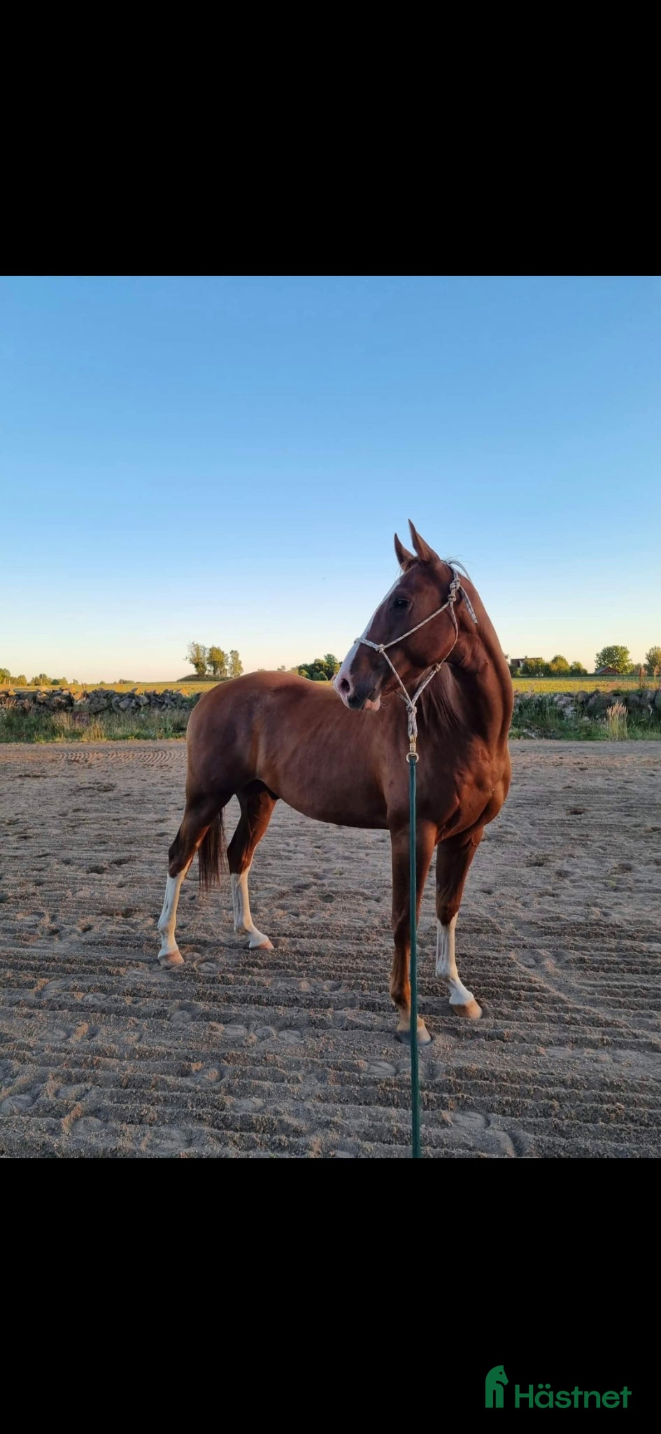  hästar Kille med stor personlighet! - Annons 1