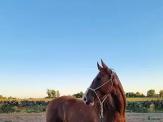 hästar Kille med stor personlighet! - Annons 1