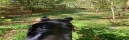 Allround hästar till salu: Vackert svart new forest sto - Annons 2