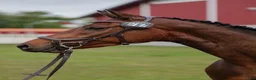 Hoppning hästar till salu: Okomplicerad treåring e Nebraska VDL i Kättilstorp - Annons 2