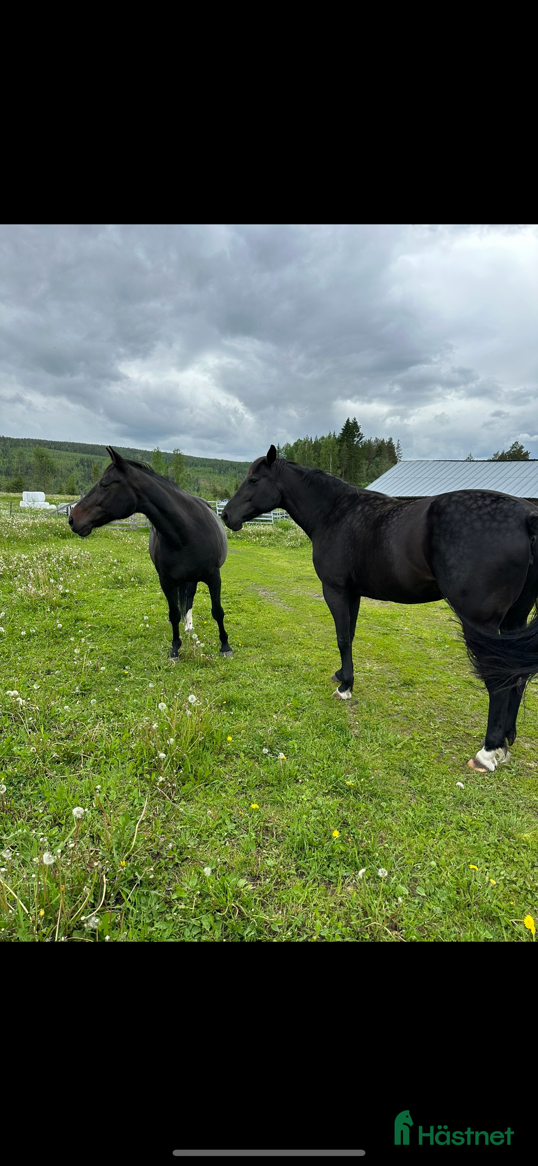 Sällskap hästar till salu: Sällskaps hästar säljes (mor och dotter) i Näsåker - Annons 1