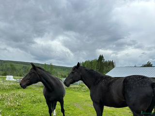 hästar Sällskaps hästar säljes (mor och dotter) i Näsåker - Annons 6