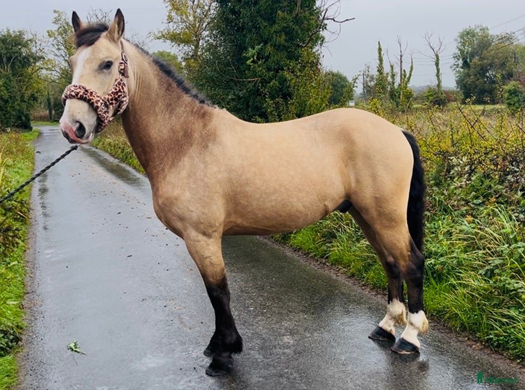 Allround hästar till salu: Gorgeous Dun Gelding i Ljungby - Annons 14