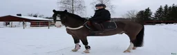 Allround hästar till salu: Tävlingsponny 140 cm / Welsh Full Stam - Annons 5