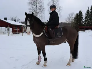 hästar Tävlingsponny 140 cm / Welsh Full Stam - Annons 14