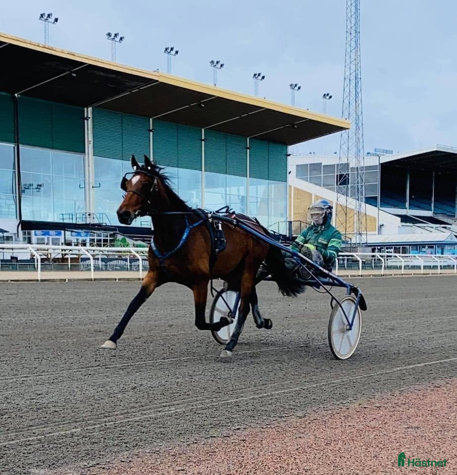  hästar Vackert 8-årigt sto till trav eller ridning - Annons 1