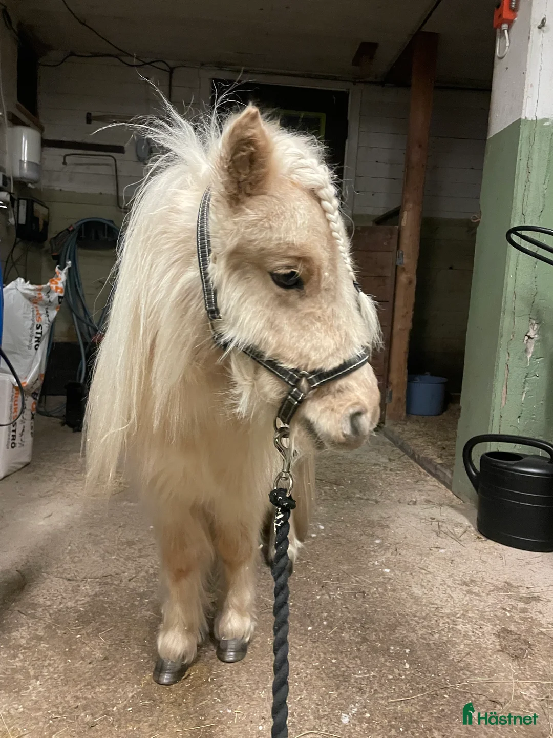 Allround hästar till salu: Snäll minishettis i Ekshärad - Annons 1