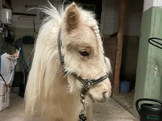 hästar Snäll minishettis i Ekshärad - Annons 4