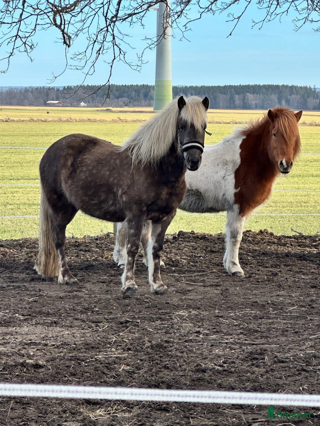Island hästar till salu: Islandshästar 21år och 5 år  - Annons 6