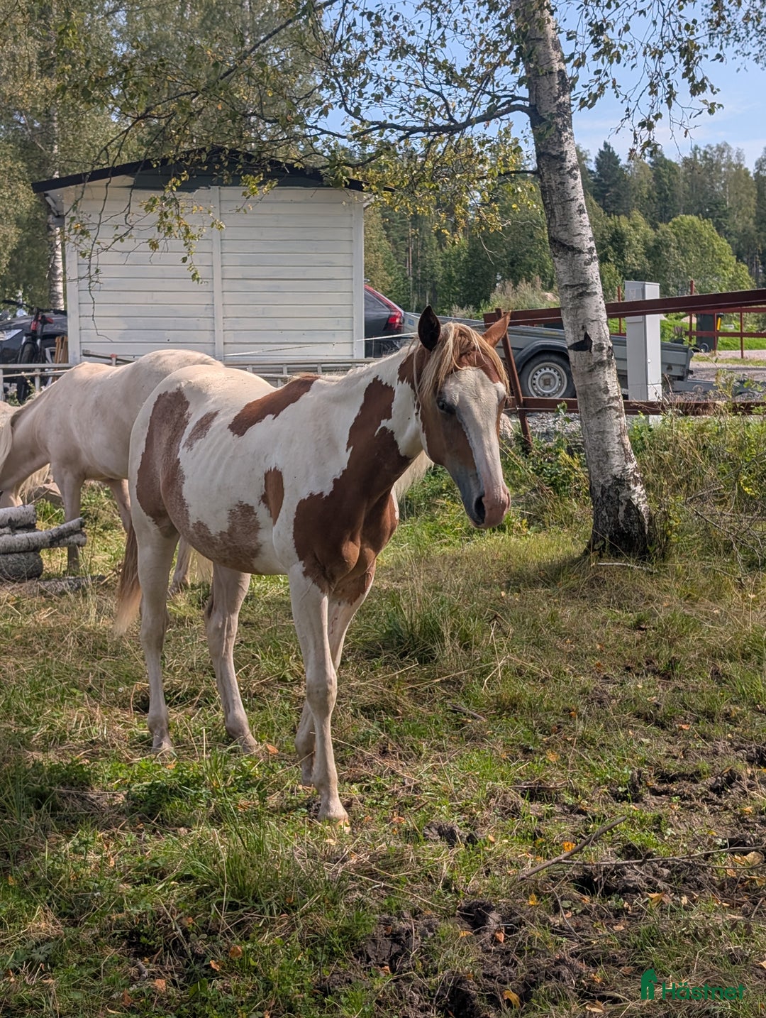 Western hästar till salu: Vackert paintsto i Kvicksund - Annons 3