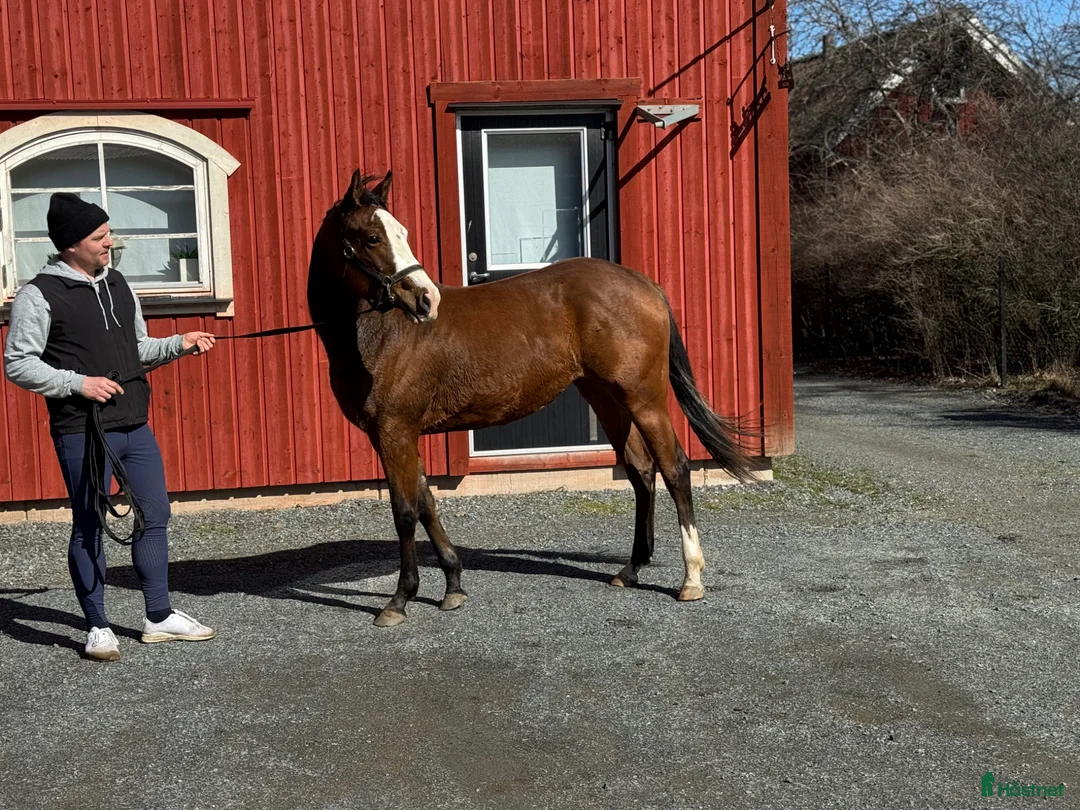 Western hästar till salu: Vackert tvåårigt sto - Annons 2