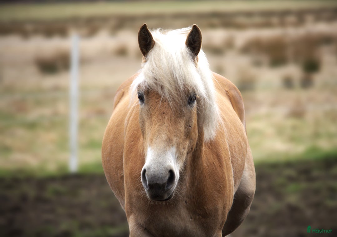 Allround hästar till salu: Haflingervalack med stor potenial! i Åled - Annons 8
