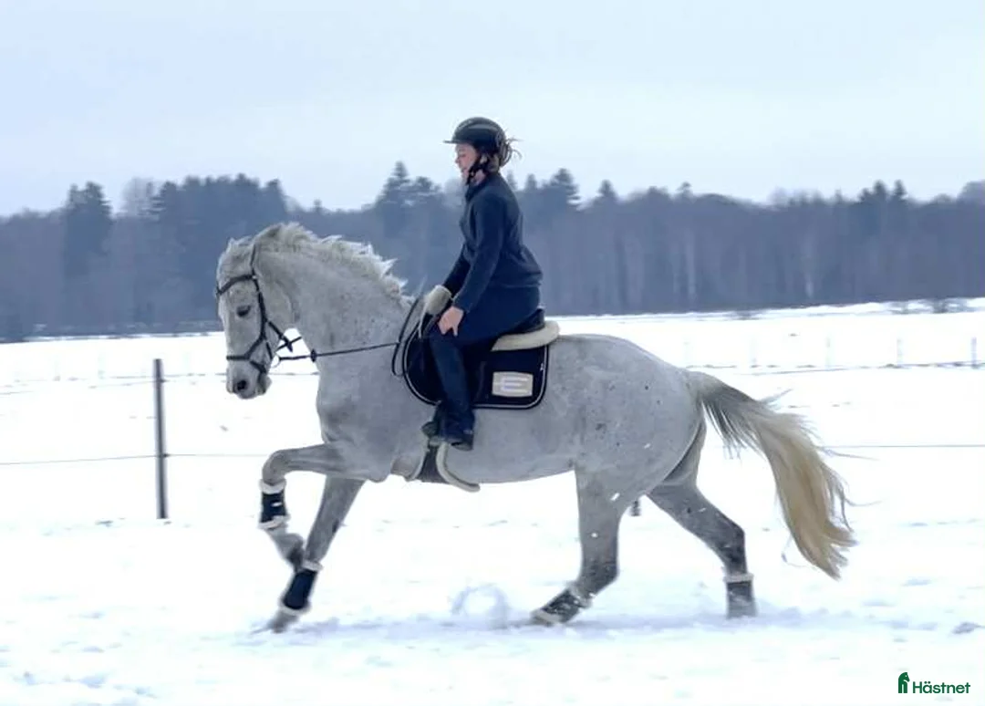 Allround hästar till salu: Välriden multitalang! i Sala - Annons 2