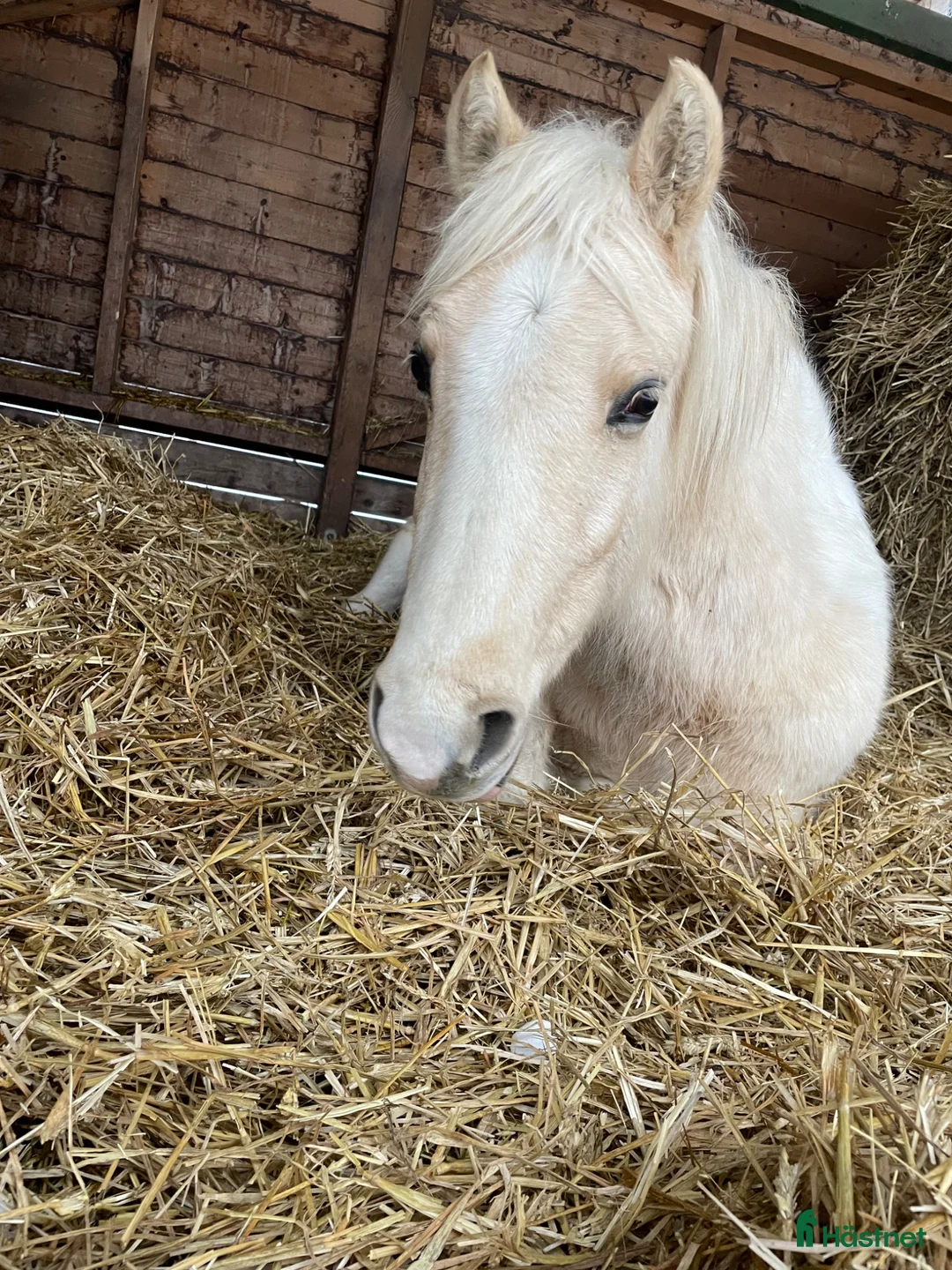 Allround hästar till salu: Tävling/familj/lektion - Annons 1