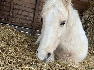 hästar Tävling/familj/lektion - Annons 18