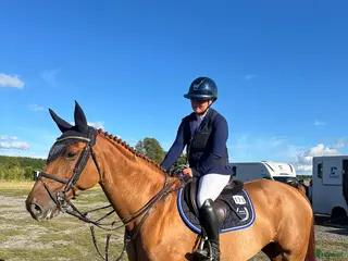 hästar Sto med potential - Annons 14