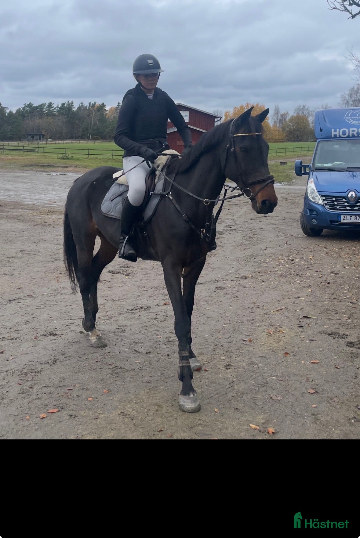  hästar Drömponny med rutin och framtid ⭐️ - Annons 13