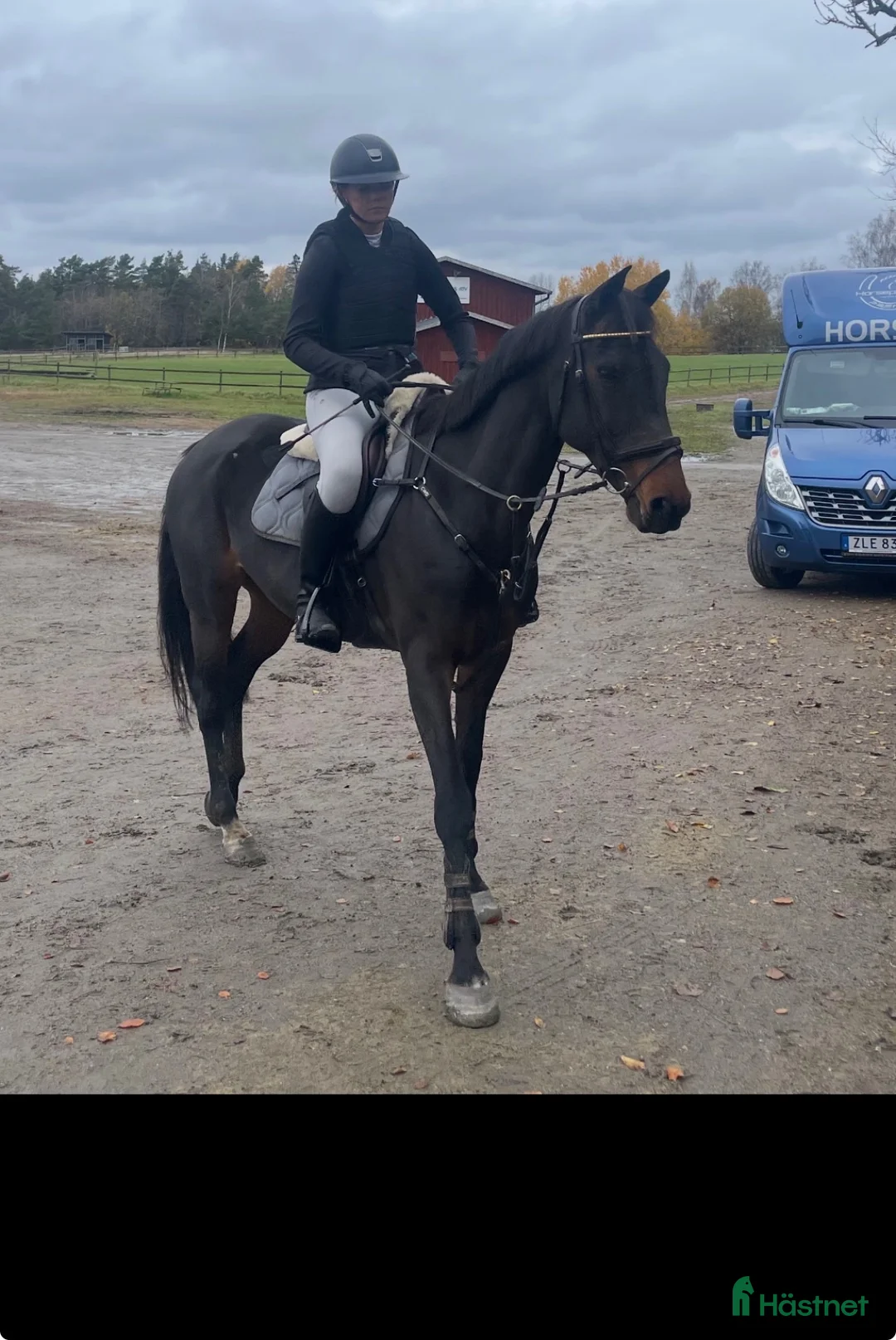 Hoppning hästar till salu: Drömponny med rutin och framtid ⭐️ - Annons 1