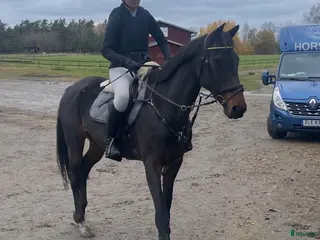 hästar Drömponny med rutin och framtid ⭐️ - Annons 13