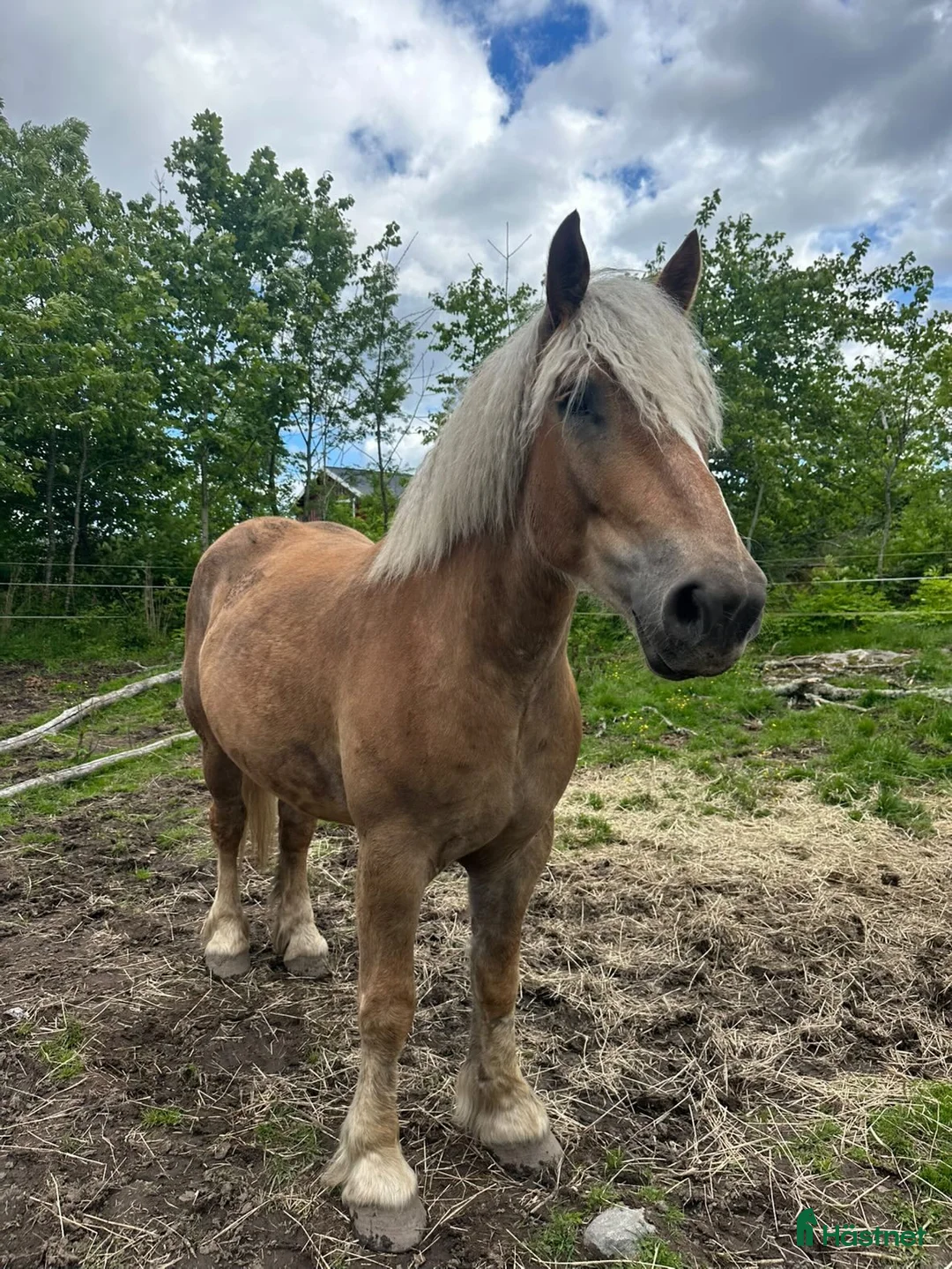 Allround hästar till salu: Fin 3åring - Annons 1