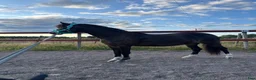 Allround hästar till salu: Superfin B -ponny - Annons 1