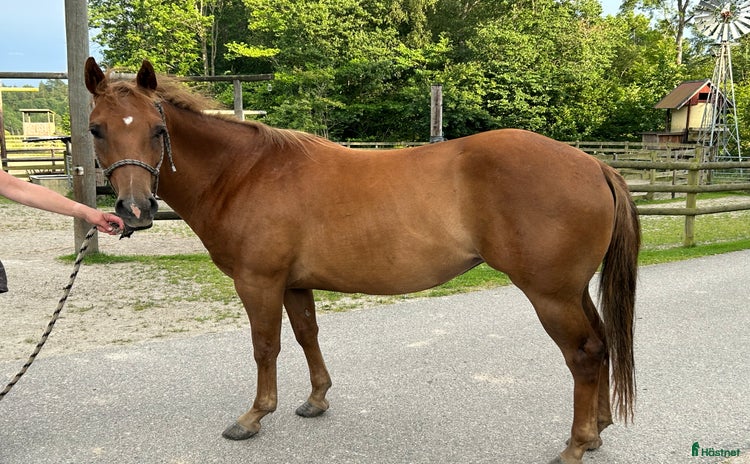  hästar i Uddevalla - Annons 1