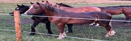 Allround hästar till salu: Welsh Cob valack  i Åtvidaberg - Annons 1