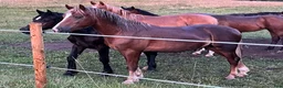Allround hästar till salu: Welsh Cob valack  i Åtvidaberg - Annons 1