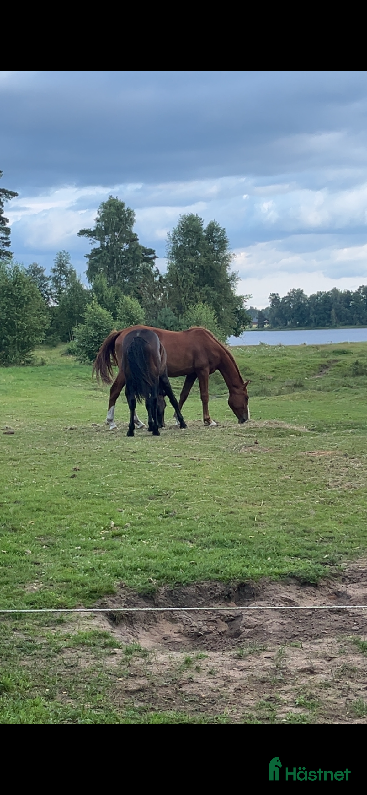  stallplats Stallplats Ljungby  i Ljungby - Annons 3