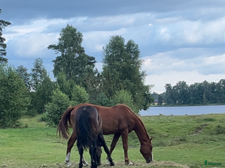 stallplats Stallplats Ljungby i Ljungby - Annons 1