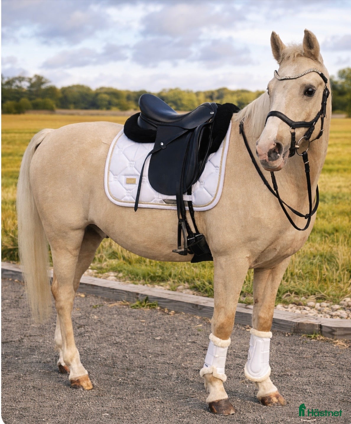 Sadlar hästutrustning Dressyrsadel Ingdams Ponny - Annons 2