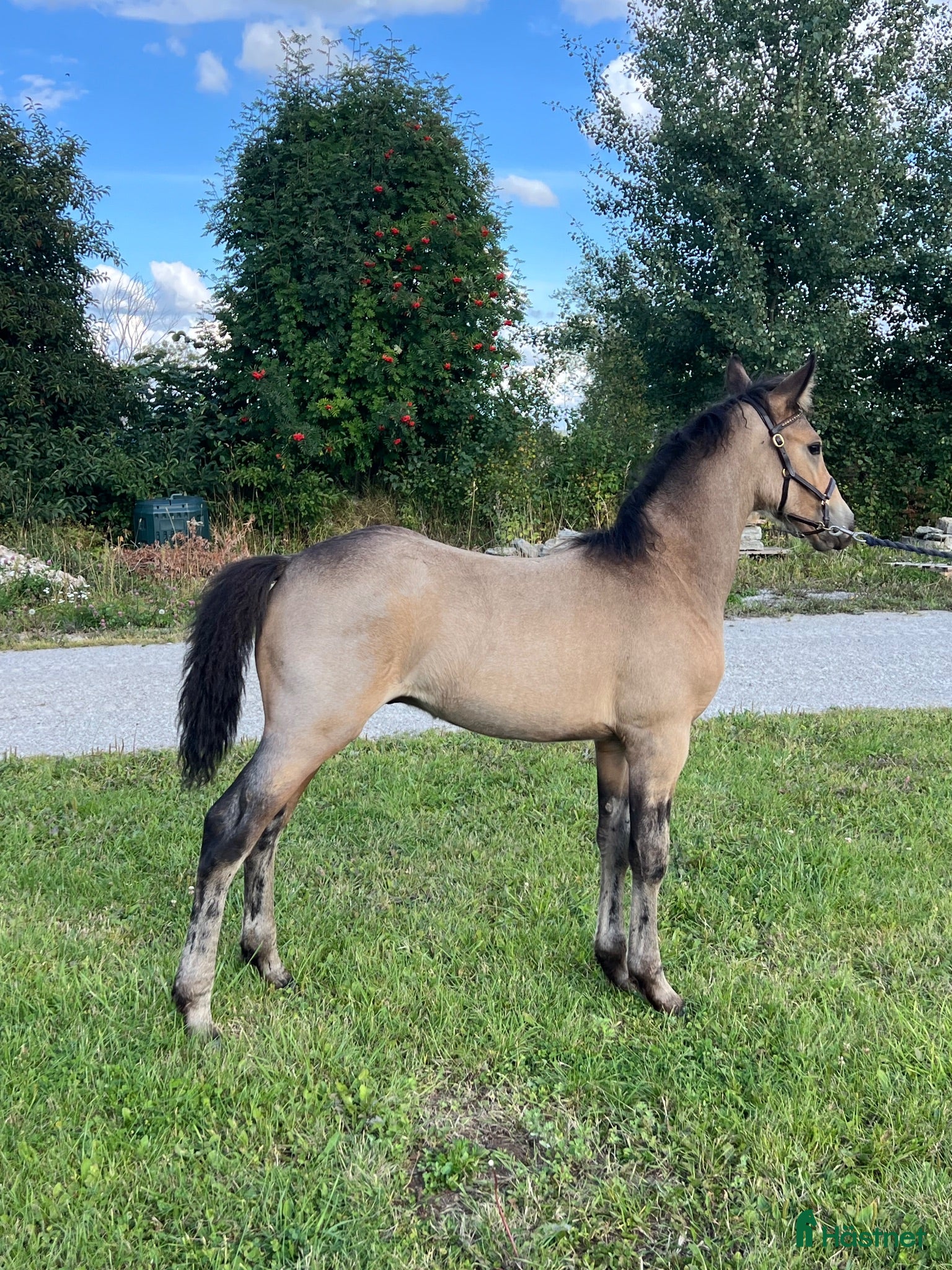  hästar Fullstammad Connemara Hingst e Bjennesby Axwell - Annons 1