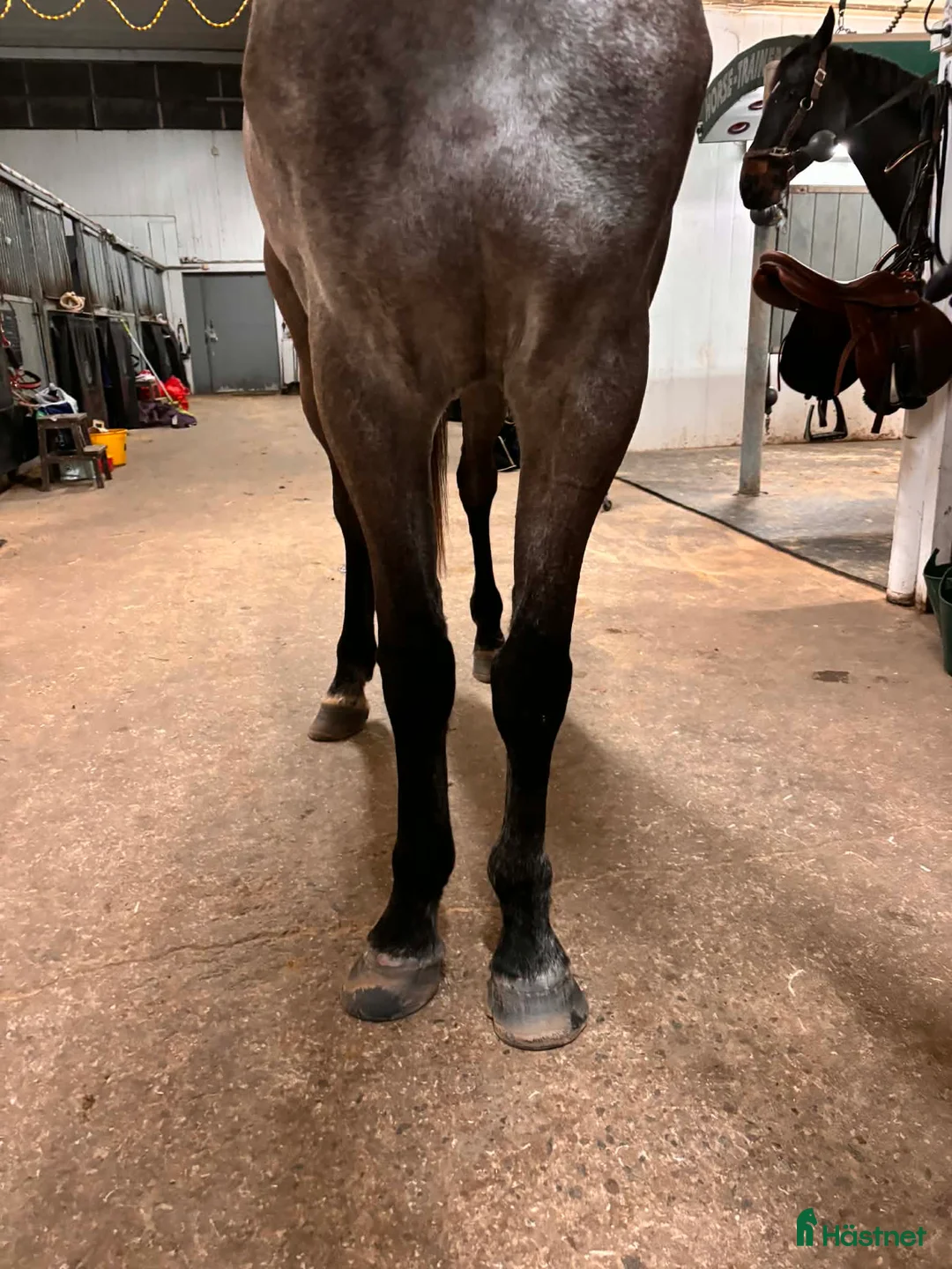 Hoppning hästar till salu: Lyxig hobbyhäst  i Karlstad - Annons 6