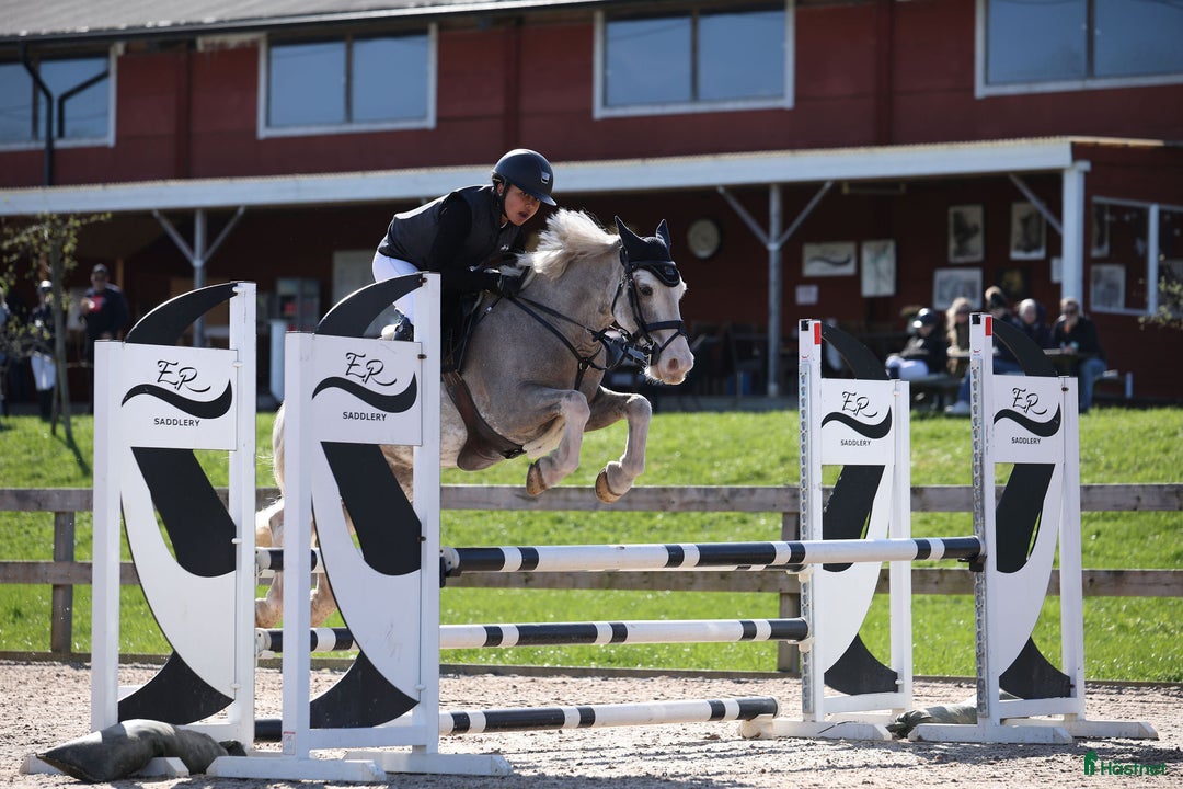 Allround hästar till salu: Snäll B-ponny i Kolmården - Annons 9