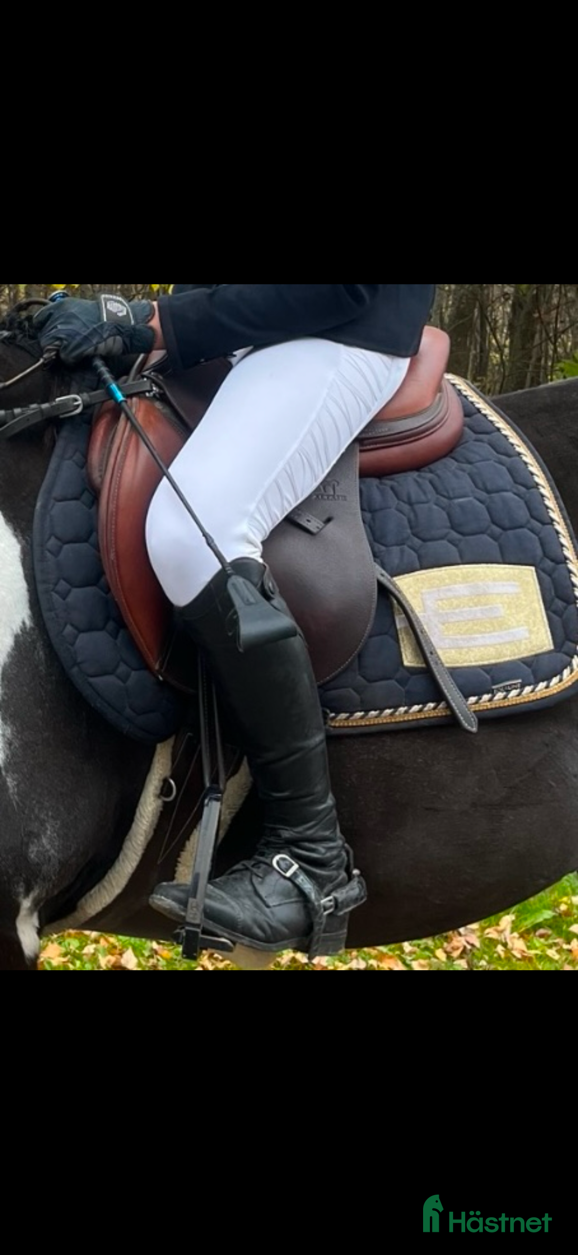 Sadlar hästutrustning till salu: Brun 17 antares altair  i Jönköping - Annons 21